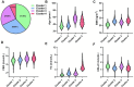 A pie chart and five violin plots display data for four clusters. The pie chart shows percentages for each cluster: Cluster 1 (37.95%), Cluster 2 (29.99%), Cluster 3 (24.95%), and Cluster 4 (7.11%). The violin plots represent data distributions for age, body mass index (BMI), fasting blood glucose (FBG), triglycerides (TG), and high-density lipoprotein cholesterol (HDL-C) across the clusters. Each parameter has its own graph (B to F). Cluster 1 is shown in green, Cluster 2 in blue, Cluster 3 in purple, and Cluster 4 in red.