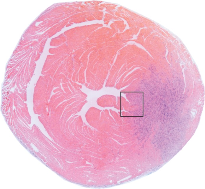 Figure 1c: