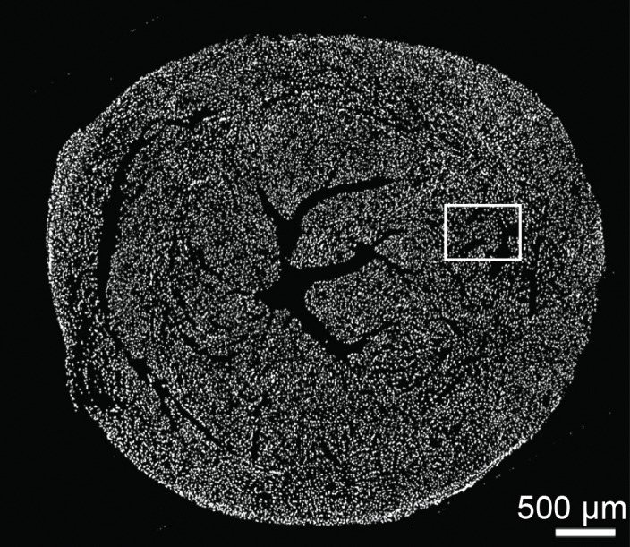 Figure 5a: