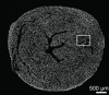 Figure 5a: