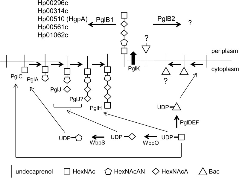 Fig. 7.