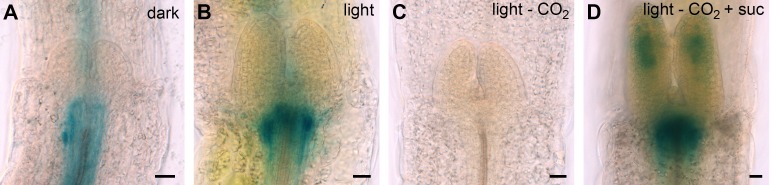 Figure 3—figure supplement 1.