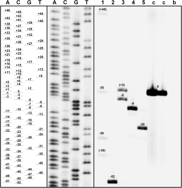 FIGURE 12