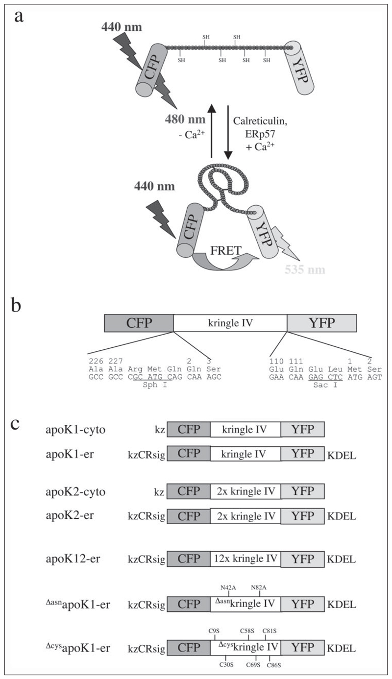 FIGURE 1.