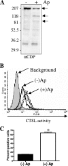 FIG. 2.