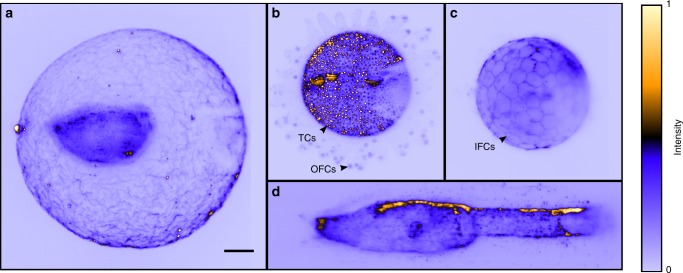 Fig. 2