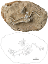 Fig. 1.