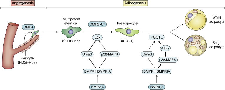 Figure 3