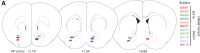 Figure 8—figure supplement 6.