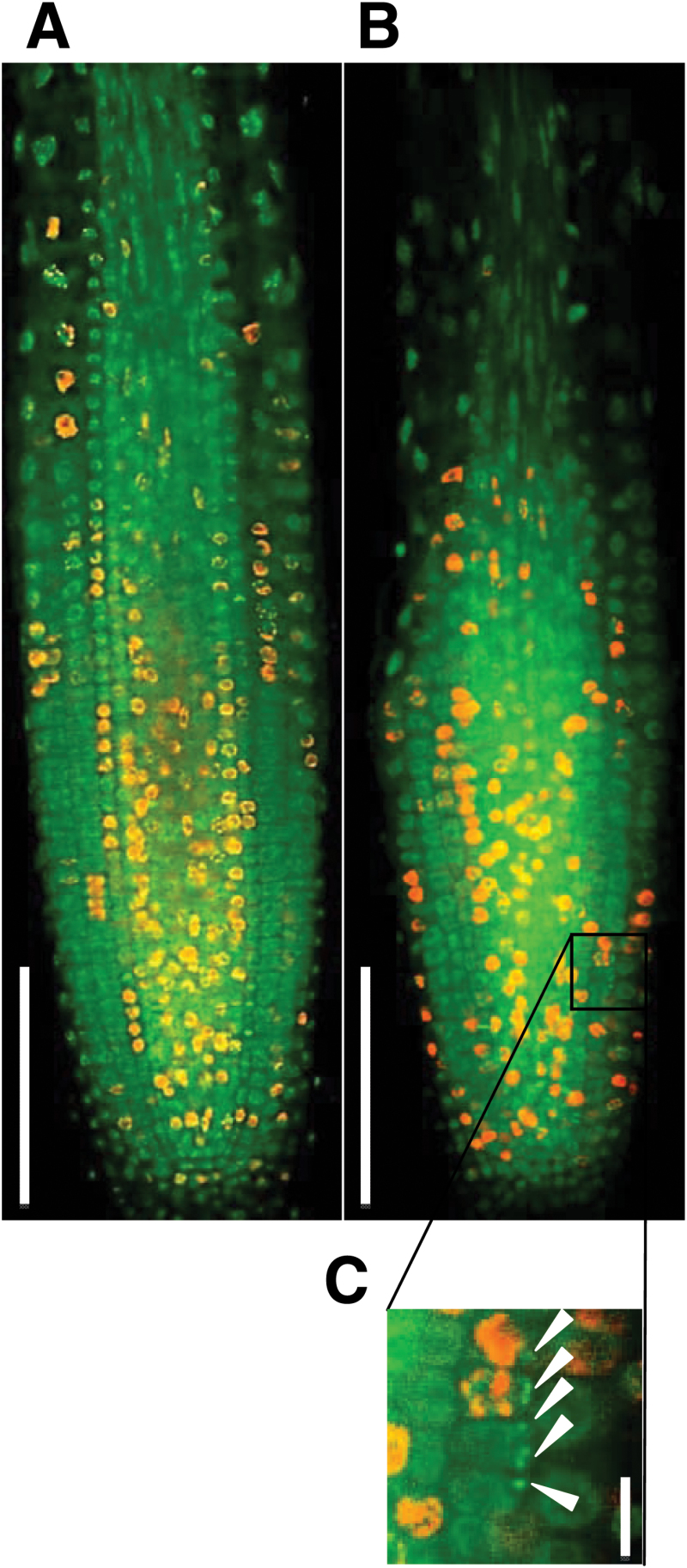 Fig. 8.