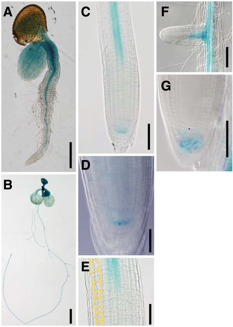 Fig. 5.