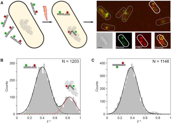 Figure 6.