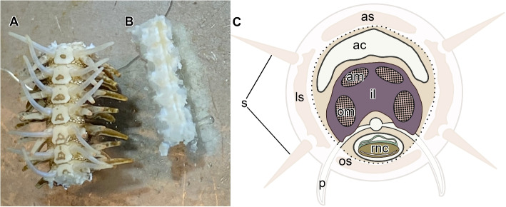 Fig. 2