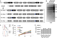 FIG 1