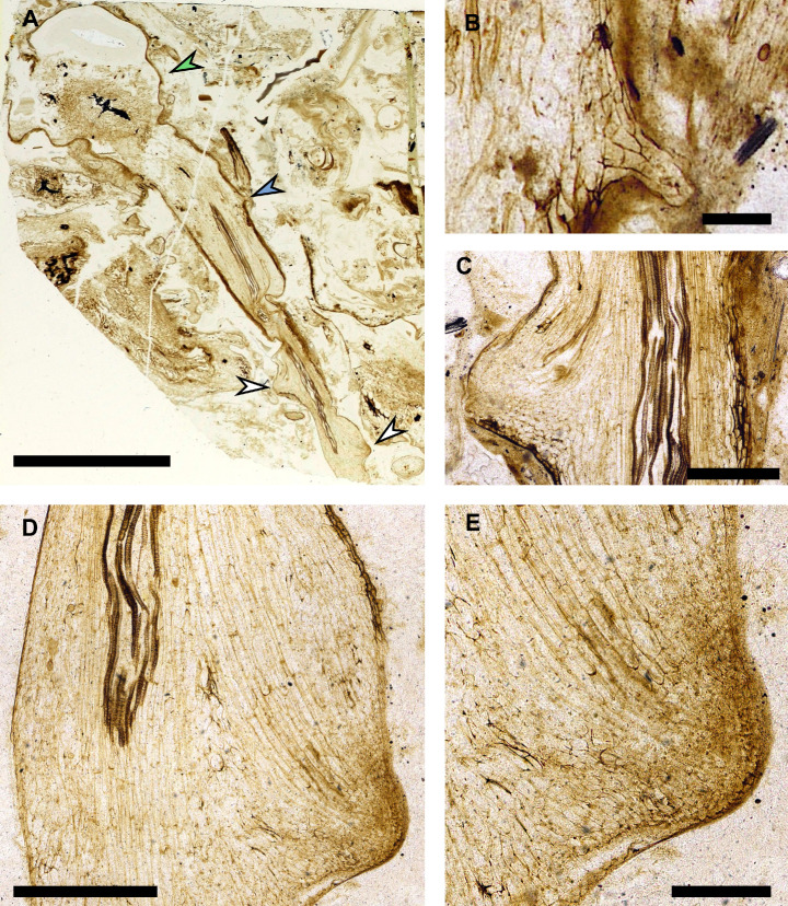 Figure 5.