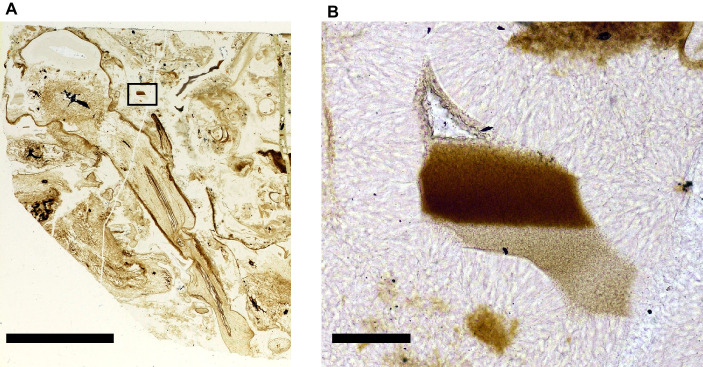 Figure 5—figure supplement 1.