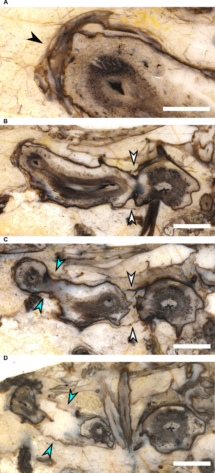 Figure 1—figure supplement 2.