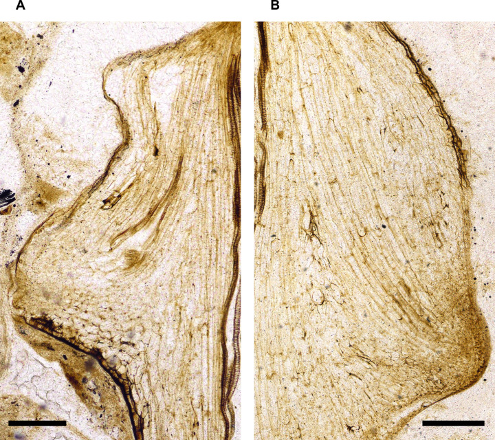 Figure 5—figure supplement 2.