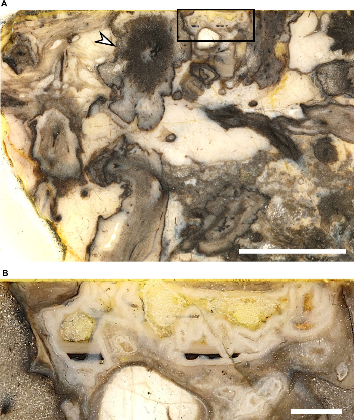 Figure 1—figure supplement 1.