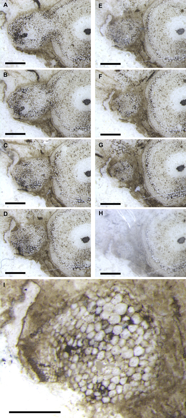 Figure 4—figure supplement 1.