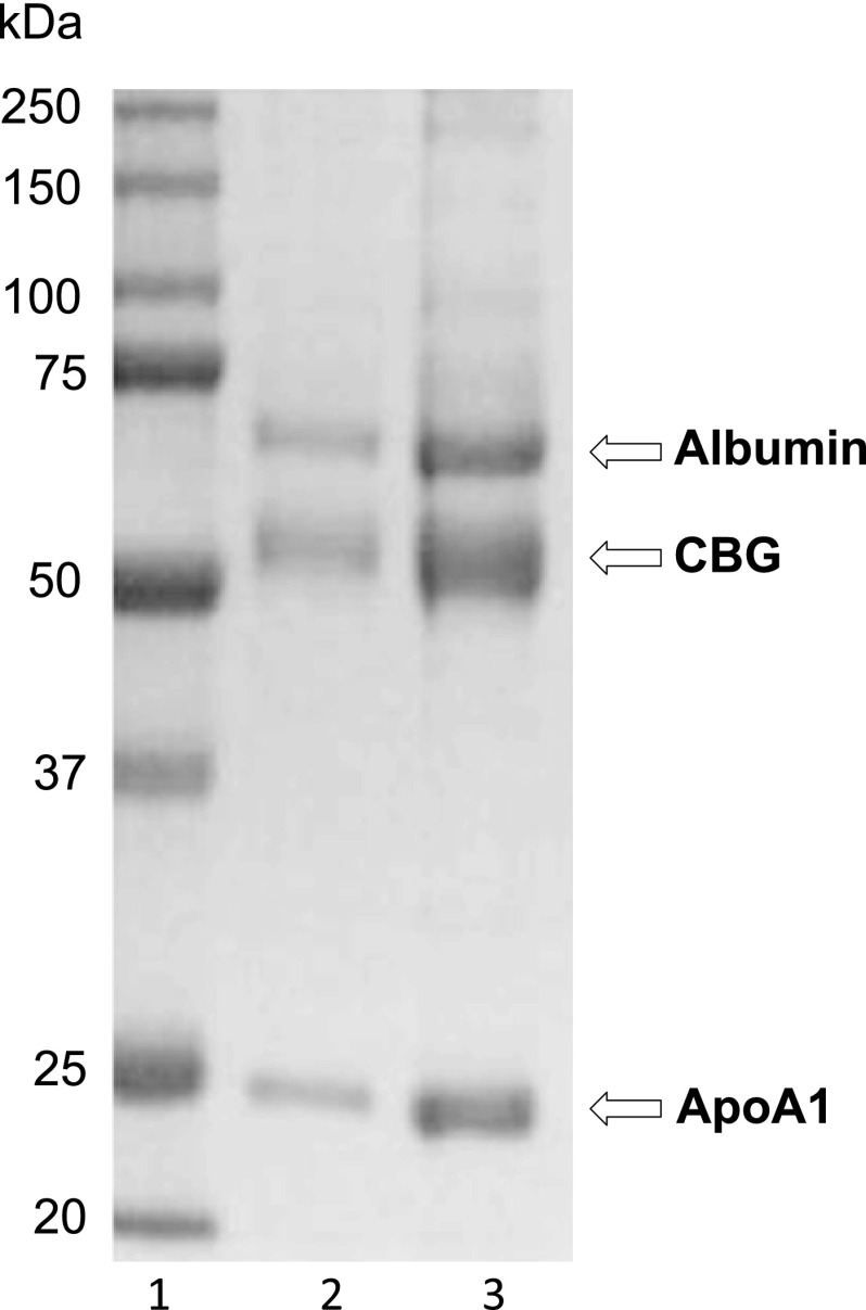 FIGURE 1.