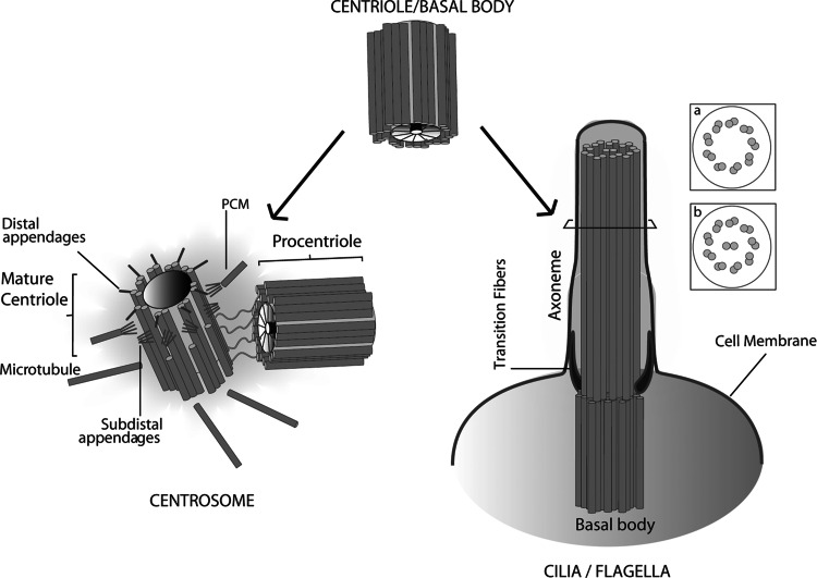 Fig. 1