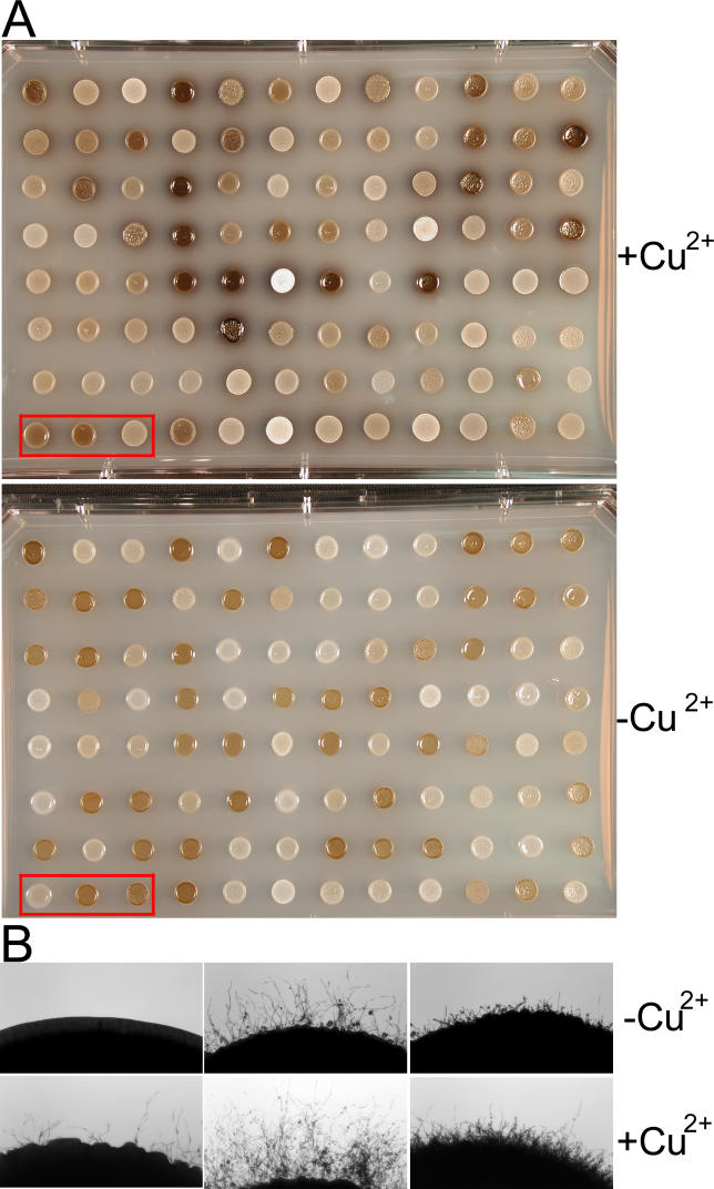 Figure 10