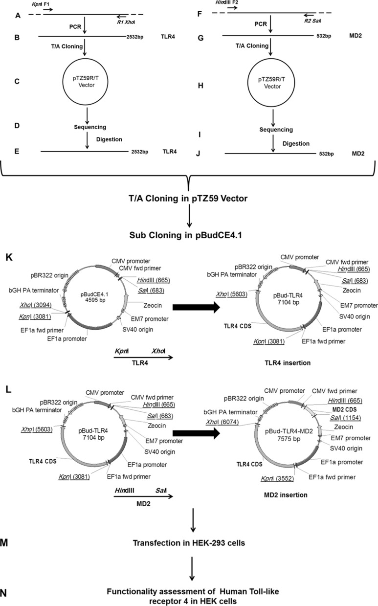 Fig. 1