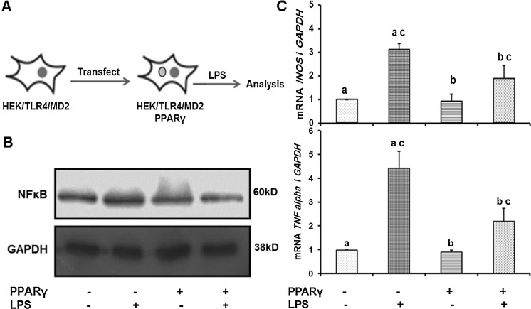 Fig. 6