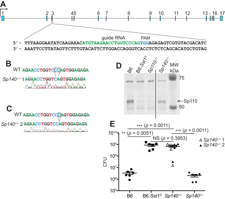 Figure 2—figure supplement 1.