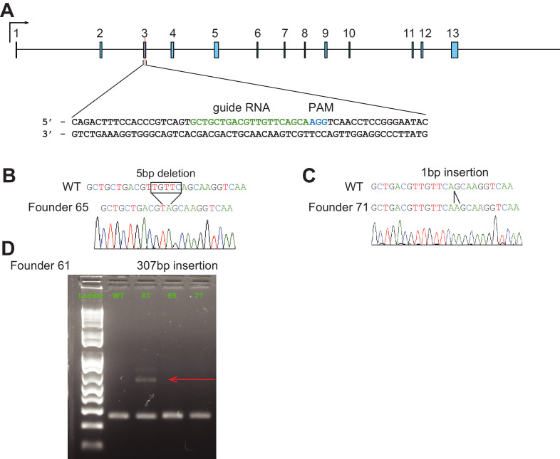 Figure 1—figure supplement 1.