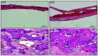 Figure 11.