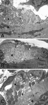 Fig. 6.