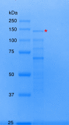 Figure 4—figure supplement 4.