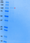 Figure 1—figure supplement 1.