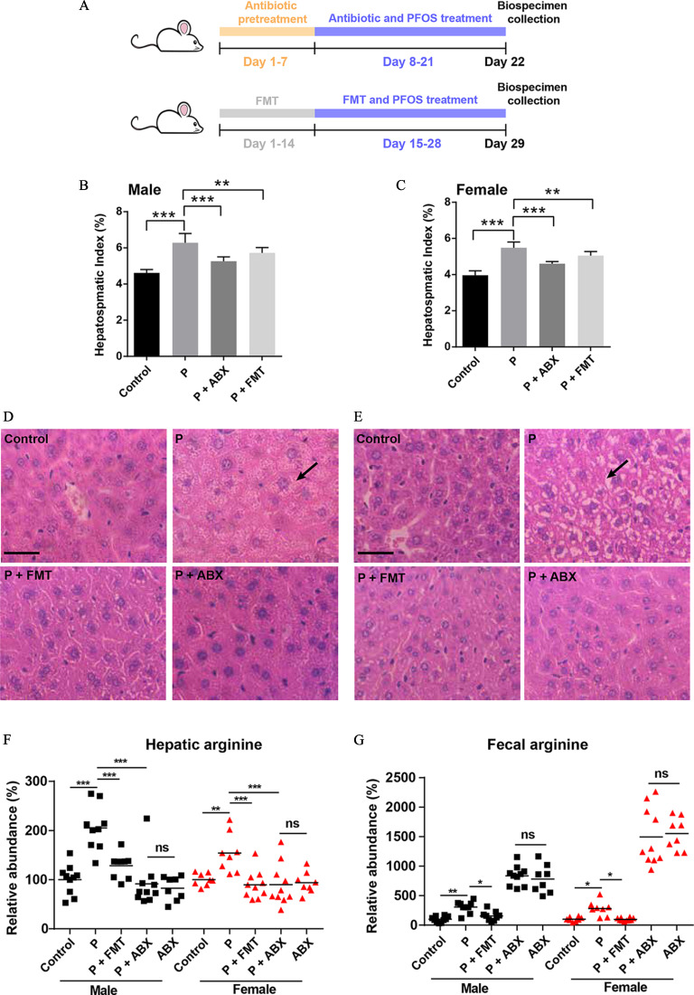 Figure 4A is a set of two timelines. The first timeline depicts a mouse being monitored for twenty-two days. From day one to seven, antibiotic pretreatment was given. From day eight to twenty-one, antibiotic and perfluorooctane sulfonate treatments were given. On day twenty-two, the biospecimen was collected. The second timeline depicts a mouse being monitored for twenty-nine days. From day one to fourteen, Fecal microbiota transplantation was gone. From day fifteen to twenty-eight, Fecal microbiota transplantation and perfluorooctane sulfonate treatments were given. On day twenty-nine, the biospecimen was collected. Figures 4B and 4C are bar graphs titled Male and Female, plotting Hepatosomatic Index (percentage), ranging from 0 to 8 in increments of 2 (y-axis) across control, uppercase p, uppercase p plus antibiotic treatment, and uppercase p plus Fecal microbiota transplantation (x-axis), respectively. Figure 4D is a stained tissue, depicting the histopathology of liver tissues in male mice under control, uppercase p, uppercase p plus antibiotic treatment, and uppercase p plus Fecal microbiota transplantation. Figure 4E is a stained tissue, depicting the histopathology of liver tissues in female mice under control, uppercase p, uppercase p plus antibiotic treatment, and uppercase p plus Fecal microbiota transplantation. Figures 4F and 4G are error bar graphs titled Hepatic arginine and Fecal arginine, plotting relative abundance (percentage), ranging from 0 to 300 in increments of 100 and 0 to 2500 in increments of 500 (y-axis) across male and female each include control, uppercase p, uppercase p plus Fecal microbiota transplantation, uppercase p plus antibiotic treatment, and antibiotic treatment (x-axis).