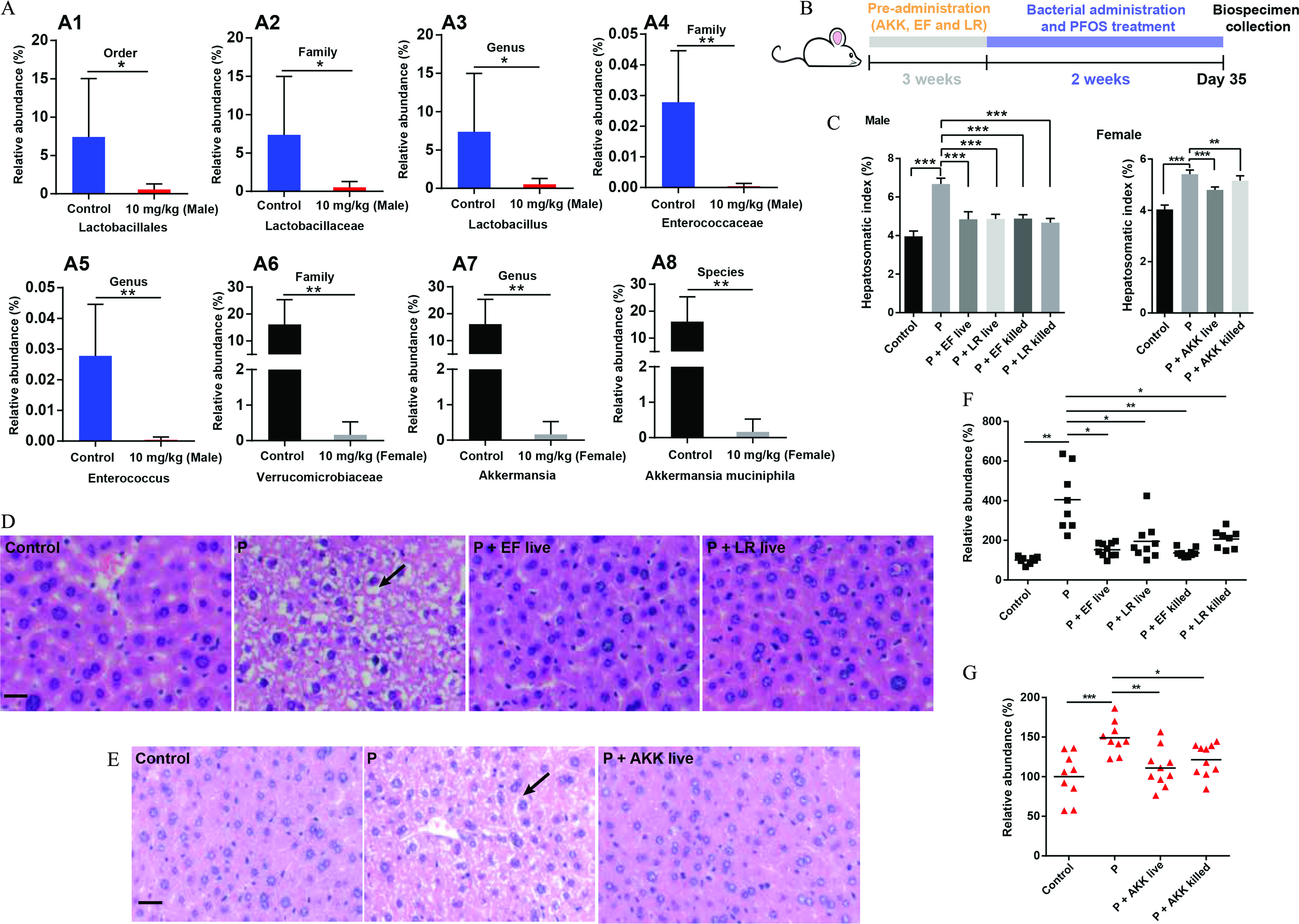 Figure 5A is a set of eight bar graphs titled A 1, A 2, A 3, A 4, A 5, A 6, A 7, and A 8, plotting Relative abundance (percentage), ranging from 0 to 20 in increments of 5; 0 to 20 in increments of 5; 0 to 20 in increments of 5; 0.00 to 0.05 in increments of 0.01; 0.00 to 0.05 in increments of 0.01; 0 to 2 in unit increments and 10 to 30 in increments of 10; 0 to 2 in unit increments and 10 to 30 in increments of 10; and 0 to 2 in unit increments and 10 to 30 in increments of 10 (y-axis) across Lactobacillales, including control and 10 milligrams per kilogram (male), Lactobacillales, including control and 10 milligrams per kilogram (male), Lactobacillales, including control and 10 milligrams per kilogram (male), Enterococcaceae, including control and 10 milligrams per kilogram (male), Enterococcaceae, including control and 10 milligrams per kilogram (male), Verrucomicrobiaceae, including control and 10 milligrams per kilogram (female), Akkermansia, including control and 10 milligrams per kilogram (female), and Akkermansia, including control and 10 milligrams per kilogram (female) (x-axis) for order, family, genus, family, genus, family, genus, and species, respectively. Figure 5B is a timeline, depicting a mouse being monitored for thirty-five days. For the first three weeks, Pre-administration of Akkermansia muciniphila, Enterococcus faecalis and Lactobacillus reuteri was done. The next two weeks, Bacterial administration and , Perfluorooctane sulfonate treatment was done. On day thirty-five, the biospecimen was collected. Figure 5C is a set of two bar graphs titled Male and Female, plotting Hepatosomatic index (percentage), ranging from 0 to 8 in increments of 2 and 0 to 6 in increments of 2 (y-axis) across control, uppercase p, uppercase p plus Enterococcus faecalis live, uppercase p plus Lactobacillus reuteri live, uppercase p plus Enterococcus faecalis killed, and uppercase p plus Lactobacillus reuteri killed and control, uppercase p, uppercase p plus Akkermansia muciniphila live, and uppercase p plus Akkermansia muciniphila killed (x-axis), respectively. Figure 5D is a stained tissue, depicting the histopathology of liver tissues in male mice under control, uppercase p, uppercase p plus Enterococcus faecalis live, and uppercase p plus Lactobacillus reuteri live. Figure 5E is a stained tissue, depicting the histopathology of liver tissues in female mice under control, uppercase p, and uppercase p plus Akkermansia muciniphila live. Figure 5F is an error bar graph, plotting Relative abundance (percentage), ranging from 0 to 800 in increments of 200 (y-axis) across control, uppercase p, uppercase p plus Enterococcus faecalis live, uppercase p plus Lactobacillus reuteri live, uppercase p plus Enterococcus faecalis killed, and uppercase p plus Lactobacillus reuteri killed (x-axis). Figure 5G is an error bar graph, plotting Relative abundance (percentage), ranging from 0 to 200 in increments of 50 (y-axis) across control, uppercase p, uppercase p plus Akkermansia muciniphila live, and uppercase p plus Akkermansia muciniphila killed (x-axis).