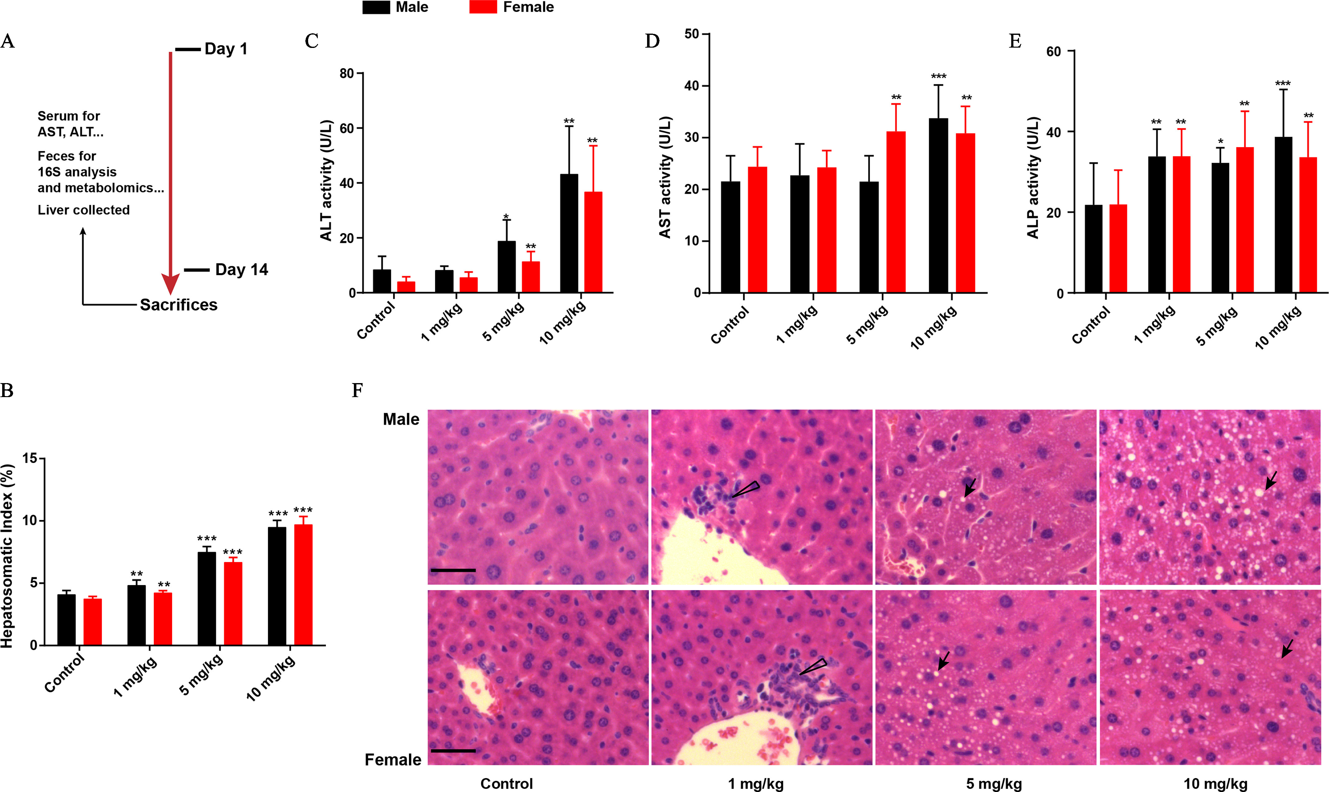 Figure 1A is an illustration depicting the sacrifice of a mouse after fourteen days due to various analyses, including liver enzyme activities, which include aspartate aminotransferase, alanine aminotransferase, and alkaline phosphatase; feces for 16 S analysis and metabolomics; and liver condition. Figures 1B to 1D are bar graphs, plotting Hepatosomatic Index (percentage), ranging from 0 to 15 in increments of 5; Alanine aminotransferase activity (units per liter), ranging from 0 to 80 in increments of 20; Aspartate aminotransferase activity (units per liter), ranging from 0 to 50 in increments of 10; and Alkaline phosphatase activity (units per liter), ranging from 0 to 60 in increments of 20 (y-axis) across control, 1 milligram per kilogram, 5 milligrams per kilogram, and 10 milligrams per kilogram (x-axis) for male and female. Figure 1F is a stained tissue display of four columns, namely, control, 1 milligram per kilogram, 5 milligrams per kilogram, and 10 milligrams per kilogram and two rows, namely, male and female.