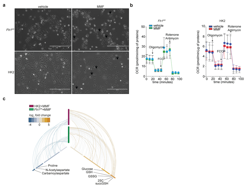 Extended Data Fig. 8