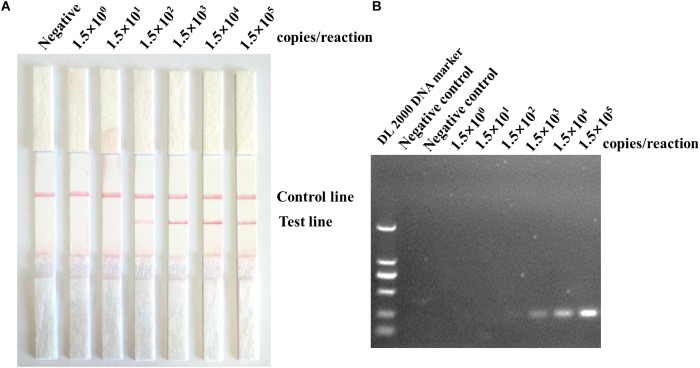 FIGURE 4