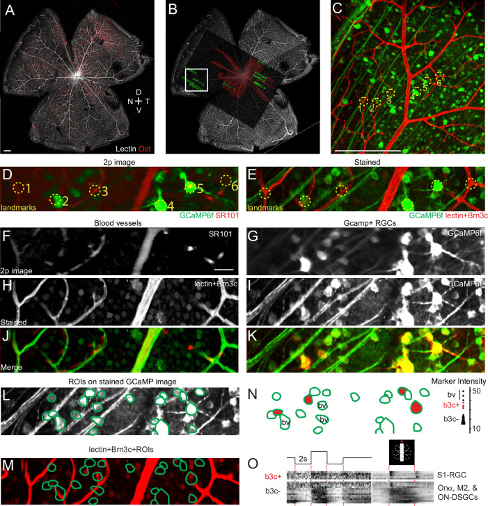 Figure 2—figure supplement 1.