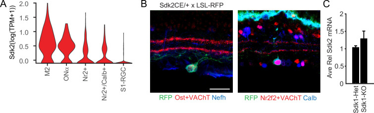Figure 3—figure supplement 1.