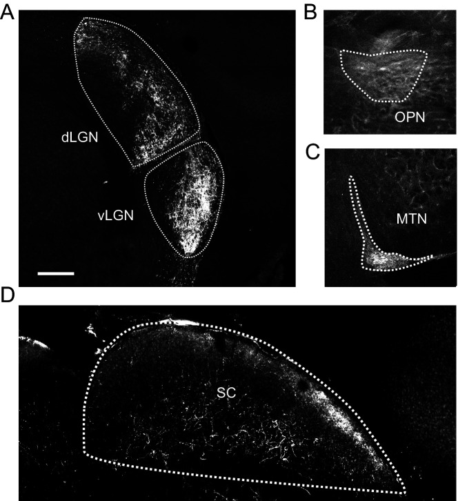 Figure 1—figure supplement 3.