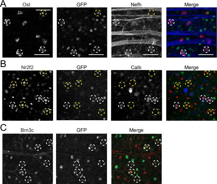 Figure 1—figure supplement 2.