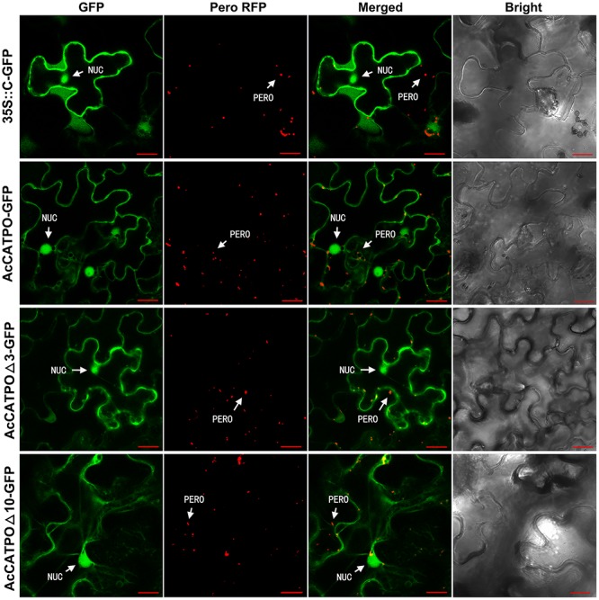 FIGURE 3