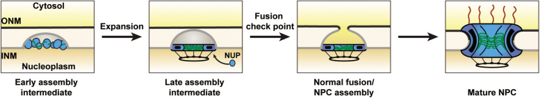 FIGURE 2: