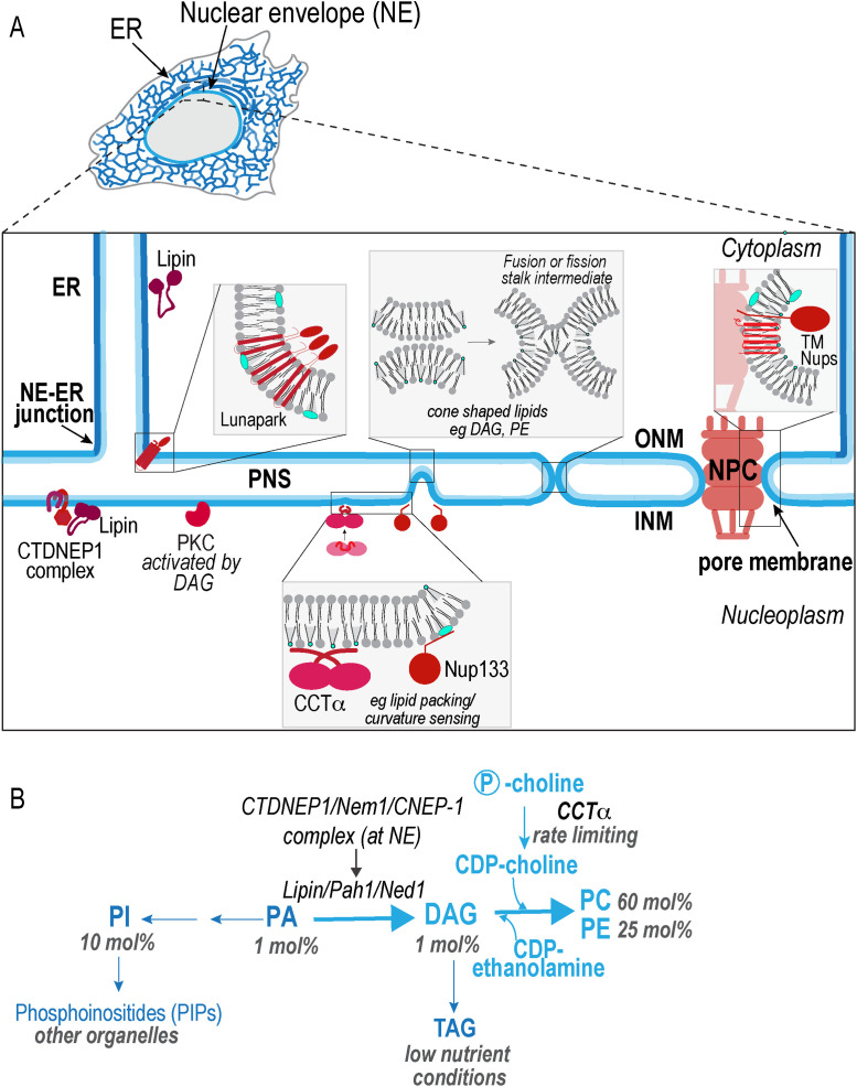 FIGURE 1: