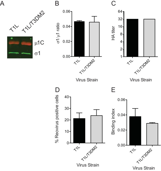 FIG 6