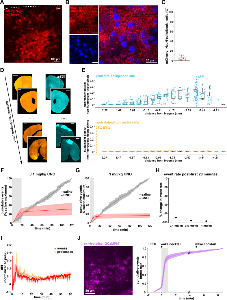 Figure 6—figure supplement 1.