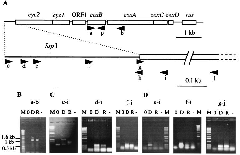 FIG. 1